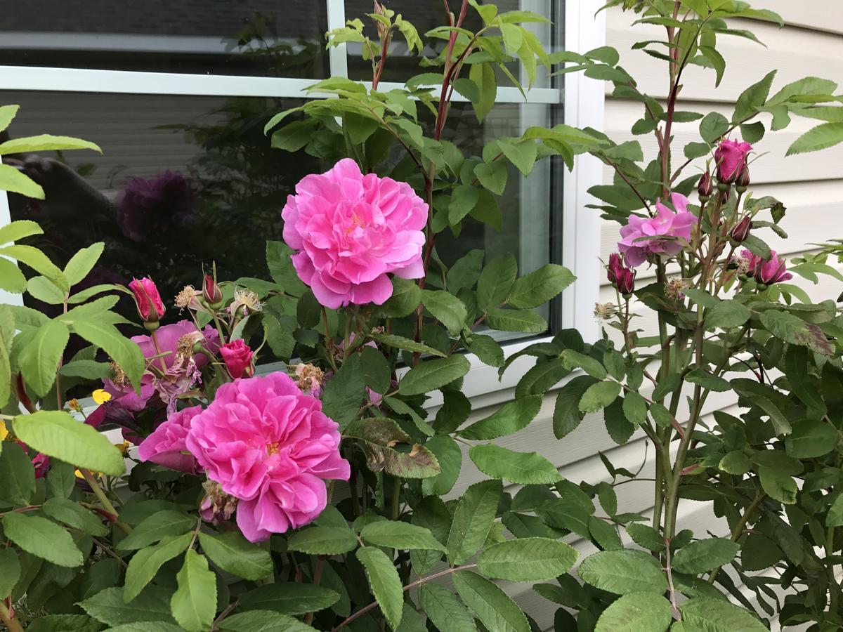 Alaska Garden Gate B&B Palmer Eksteriør billede